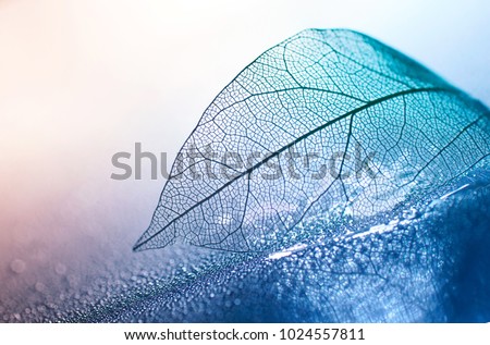 Transparent skeleton leaf with beautiful texture on a blue and pink background, glass with shiny water drops close-up macro . Bright expressive artistic image nature, free space.