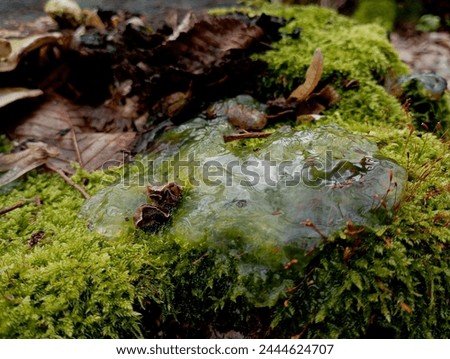Transparent slime mushroom on the bottom covered with green forest thick moss. The topic of poisonous mushrooms and unusual natural phenomena. Forest backgrounds and textures in spring.