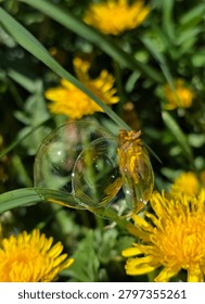 Transparent soap bubble floating among bright yellow dandelion flowers and green grass in sunlight. Playful spring scene symbolizing childhood, joy, imagination and fragile beauty in nature.