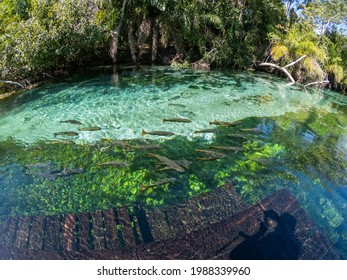 Bonito Bonito Definition