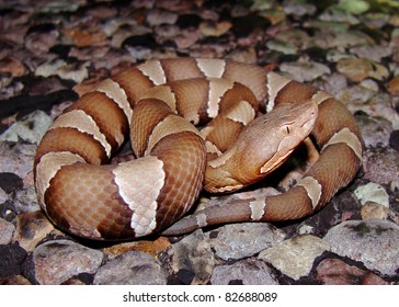 Trans-Pecos Copperhead Snake