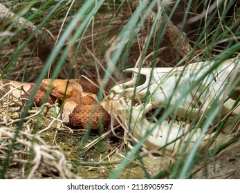 Trans-pecos Rat Snake And Animal Skull In The Grass.