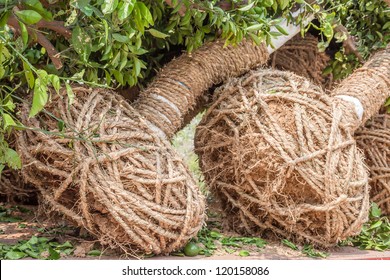 Transplant Big Orange Tree, With Root Covered With Mud