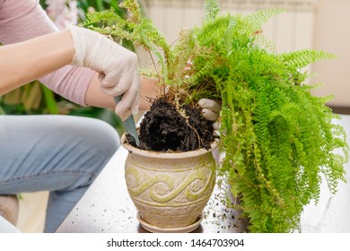 To Transplant A House Plant. Transplanted Bone Fern In Another Pot