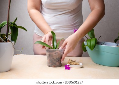 Transplant orchids at home. Planting tools with bark soil, pot and moss. Orchid transplant process. Small young phalaenopsis orchid. Step 3. High quality photo