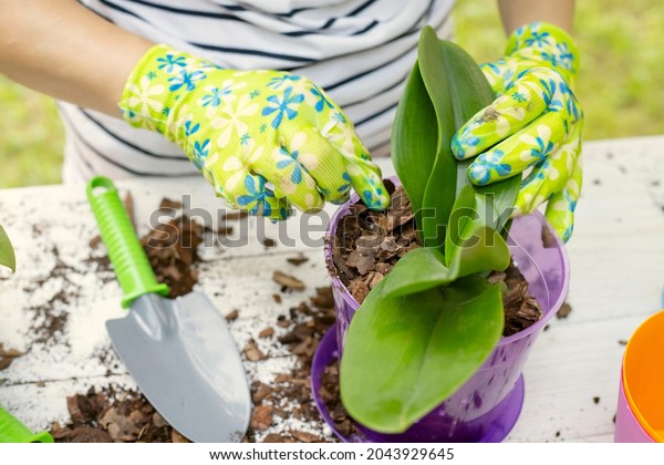 Transplant plants\
orchids. Woman in gloves is transplanting orchids plant into the\
new pot on the white wooden\
table.