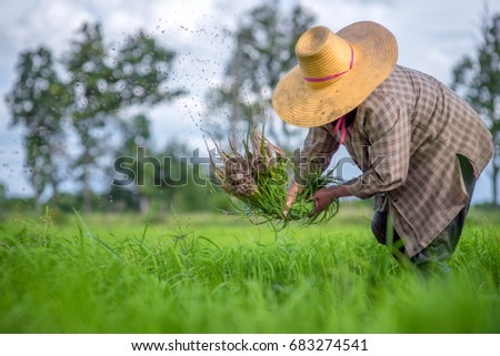 Transplant rice seedlings in rice field, farmer is withdrawn seedling and kick soil flick of Before the grown in paddy field, Farmer planting rice in the rainy season. Paddy jasmine rice field.