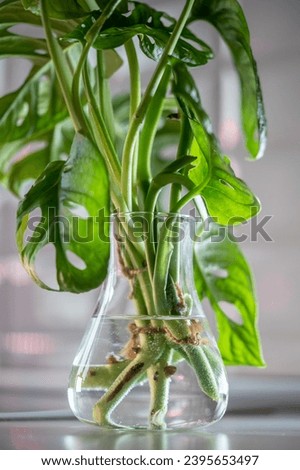 Transplantation and propagation of plants. Closeup of sprout houseplant Monstera monkey mask Adansonii in glass vase, stem cuttings in water illuminated by bright light, soft focus. Home gardening. 