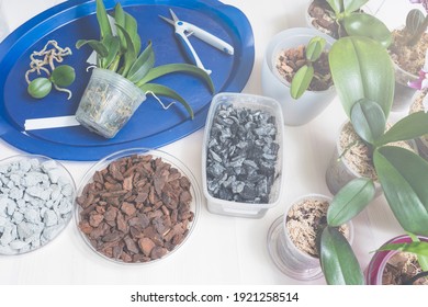 Transplanting and caring for orchids cattleya at home, pruning the roots of orchids, foam glass grow plant bark of coniferous plants moss filler pots for orchids, tools for transplanting.