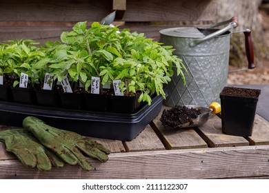 Transplanting densely planted tomato and hot pepper seedlings to larger pots, also known as potting up, on an outdoor potting bench in spring in a home garden