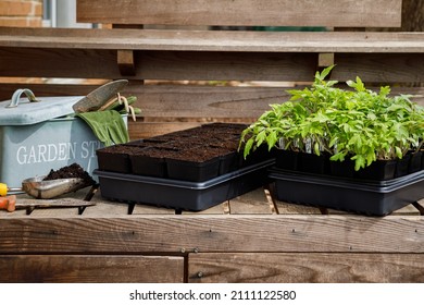 Transplanting densely planted tomato plant seedlings to larger pots, also known as potting up, on an outdoor potting bench in spring in a home garden