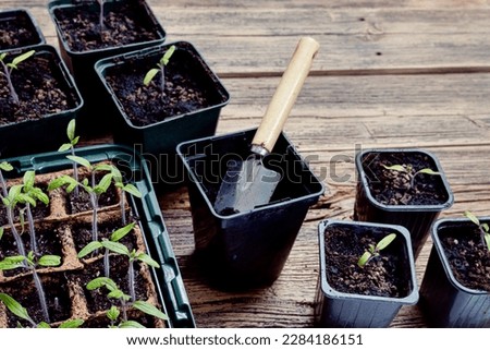 Transplanting, diving sprouts of tomato in biodegradable peat pots into reusable pots and gardening tools on the wooden surface, home gardening and growing your own food concept