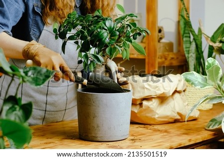 Transplanting ficus ginseng houseplant. Woman fills flowerpot with potting soil. Houseplants growing, tending plants concept. 