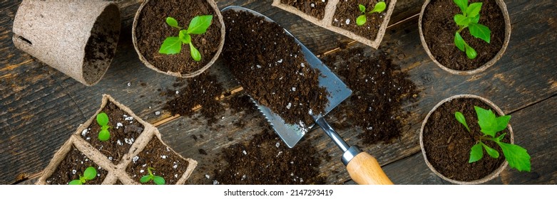 Transplanting Flower Seedlings Into Biodegradable Peat Moss Pots. Zero Waste, Recycling, Plastic Free, Gardening Concept. Top View Banner.