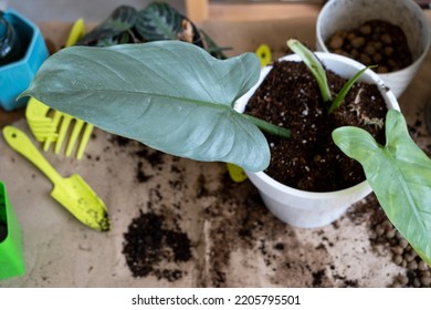 Transplanting A Home Plant Into A New Pot. Replanting Philodendron, Exotic Plants, Caring And Reproduction For A Potted Plant, Hands Close-up