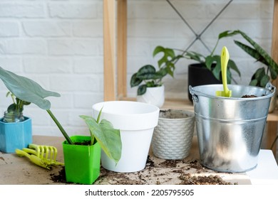 Transplanting A Home Plant Into A New Pot. Replanting Philodendron, Exotic Plants, Caring And Reproduction For A Potted Plant, Hands Close-up