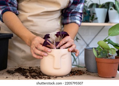 Transplanting A Home Plant Into A New Pot. Replanting Philodendron, Exotic Plants, Caring And Reproduction For A Potted Plant, Hands Close-up