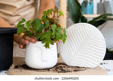 Transplanting A Home Plant Into A New Pot. Replanting Philodendron, Exotic Plants, Caring And Reproduction For A Potted Plant, Hands Close-up