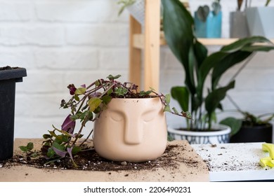 Transplanting A Home Plant Into A New Pot. Replanting Philodendron, Exotic Plants, Caring And Reproduction For A Potted Plant, Hands Close-up