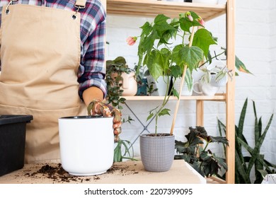 Transplanting A Home Plant Into A New Pot. Replanting Philodendron, Exotic Plants, Caring And Reproduction For A Potted Plant, Hands Close-up