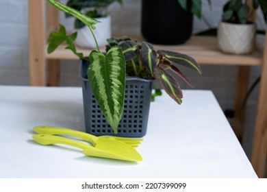 Transplanting A Home Plant Into A New Pot. Replanting Philodendron, Exotic Plants, Caring And Reproduction For A Potted Plant, Hands Close-up