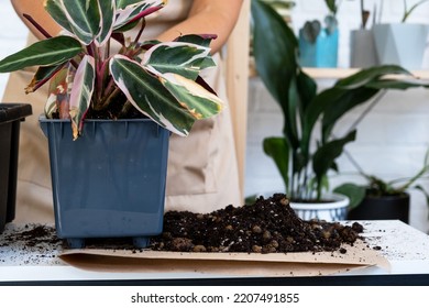 Transplanting A Home Plant Into A New Pot. Replanting Philodendron, Exotic Plants, Caring And Reproduction For A Potted Plant, Hands Close-up