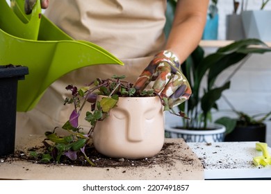 Transplanting A Home Plant Into A New Pot. Replanting Philodendron, Exotic Plants, Caring And Reproduction For A Potted Plant, Hands Close-up