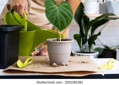 Transplanting a home plant Philodendron verrucosum into a pot with a face. A woman plants a stalk with roots in a new soil. Caring for a potted plant, hands close-up - Shutterstock ID 2201581581