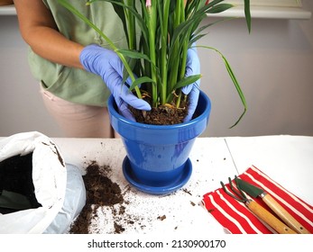 Transplanting a houseplant into a new flower pot. Women's hands in gloves dip homemade turmeric into a blue bowl - Powered by Shutterstock