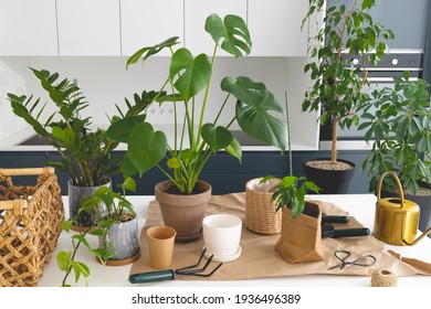 Transplanting houseplant in pot. Set of various house plants with gardening tool.