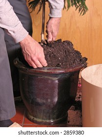 Transplanting A Large Houseplant (Norfolk Island Pine)