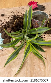 Transplanting Lemon Lime Plants With Tweezers, Soil, Substrates And Clear Plastic Utensils On A Wooden Floor, Pots And Red Gloves