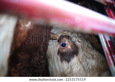 Transport of cows for the slaughter house in Czechia Stock photo © 