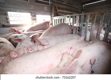 Transport of pigs for the slaughter house in Croatia.