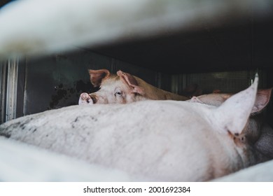 Transport Of Pigs For The Slaughter House In Czechia