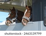 Transport trailer with two bored horses