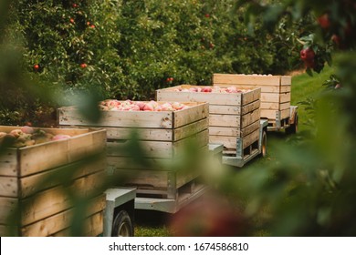 Transport of wooden crates full of apples. Harvest in apple orchard in autumn fall in poland. Green leafs, red apples. Field and apple trees.