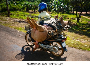 4,195 Pig transport Images, Stock Photos & Vectors | Shutterstock