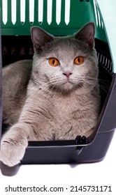  Transportation British Cat Looks Out Of An Open Door Inside A Cat Carrier With Its Paw Out, An Isolated Image, Beautiful Domestic Cats, Cats In The House, Pets, A Trip To The Vet. A Trip Away  Home