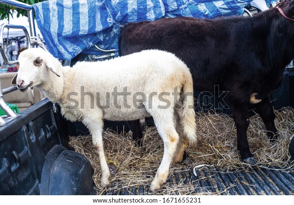 Transportation of cattle in pickup truck. White sheep\
and calf in car