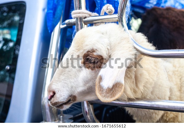 Transportation of cattle in pickup truck. White sheep\
in car