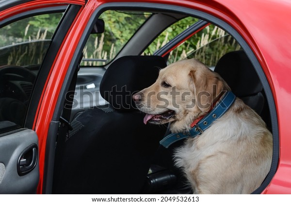 Transportation of the dog in the\
car. The dog is in the car. Labrador travels in the back seat of a\
car.