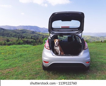 Transportation of dogs on a trip. Dog in the trunk of a car on a background of mountains - Powered by Shutterstock