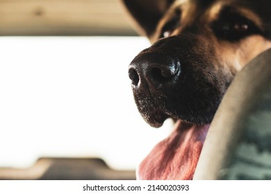 Transportation Of A Large Shepherd Dog In The Trunk Of A Car Without A Muzzle, The Front And Back Backgrounds Are Blurred