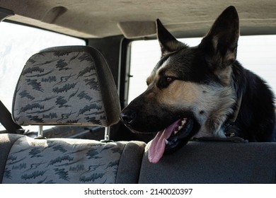 Transportation Of A Large Shepherd Dog In The Trunk Of A Car Without A Muzzle, The Front And Back Backgrounds Are Blurred