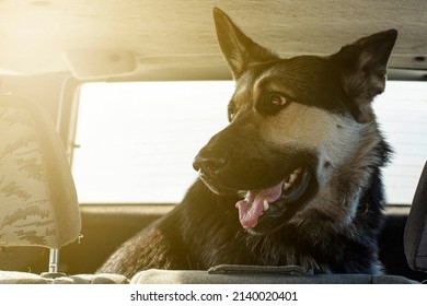 Transportation Of A Large Shepherd Dog In The Trunk Of A Car Without A Muzzle, The Front And Back Backgrounds Are Blurred