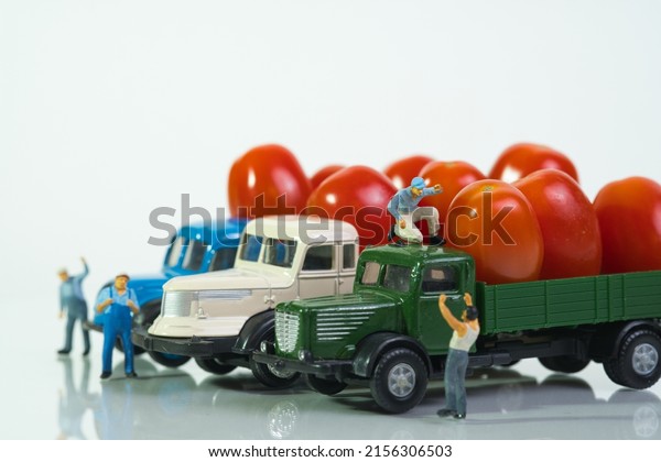 transportation of ripe tomatoes by trucks,\
drivers discuss .white\
background