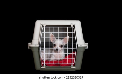 Transportation Of A Small Dog Of The Chihuahua Breed, Which Lies Quietly In A Large Plastic Box With A Closed Metal Lattice Door.