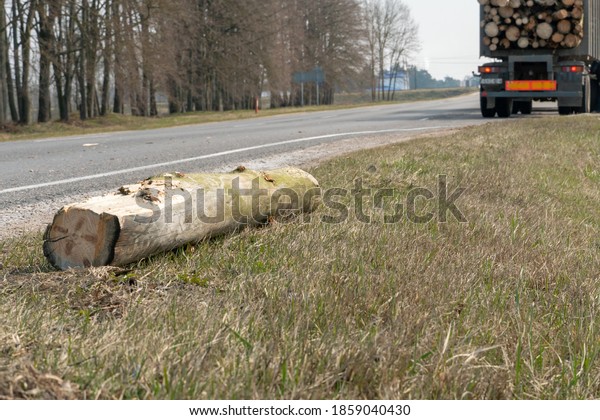 Transportation of wood on a truck with a trailer.\
The driver fixes the logs on the trailer industrial truck for\
transporting timber. Accident while transporting timber. fallen\
logs on the\
road.