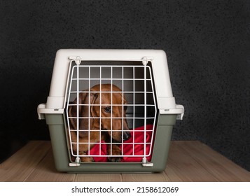 Transporting A Dog - A Redhead Dachshund Lies In A Large Plastic Box And Looks Sad Through The Lattice Door Closed.